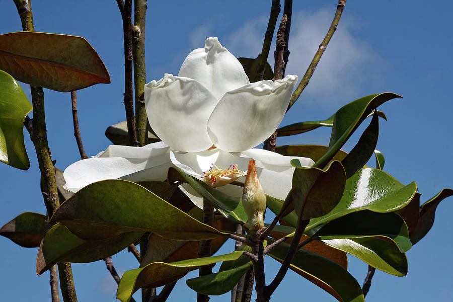 Magnolia Flower and Buds Photograph by Sally Weigand