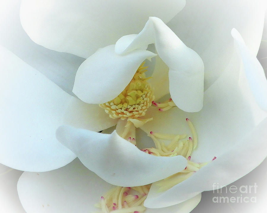 Magnolia Flower Closeup Photograph by Scott Cameron