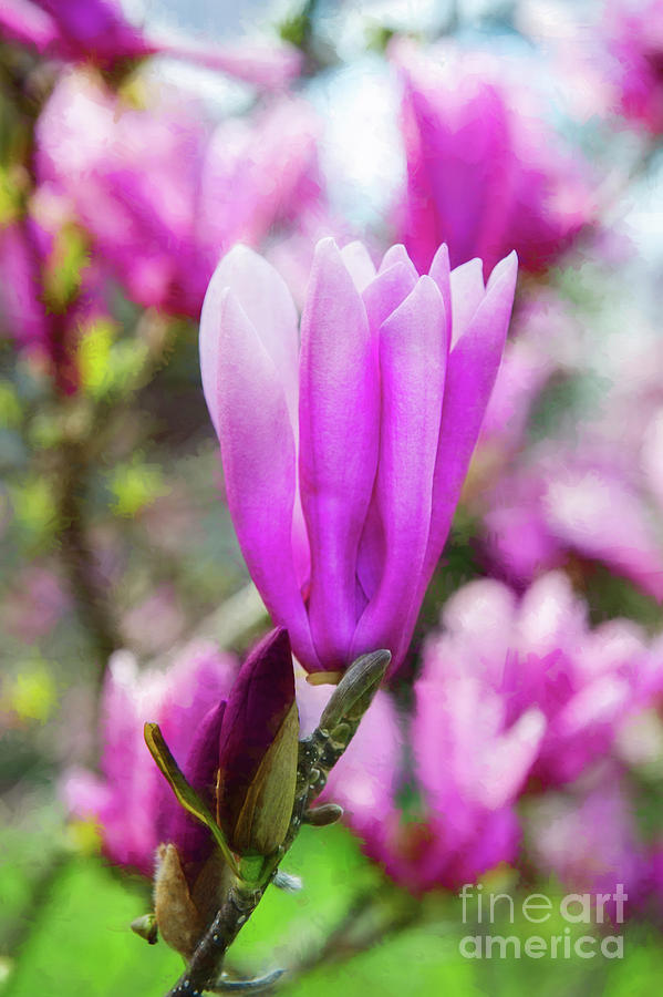 Magnolia Flower Photograph by Ed Taylor