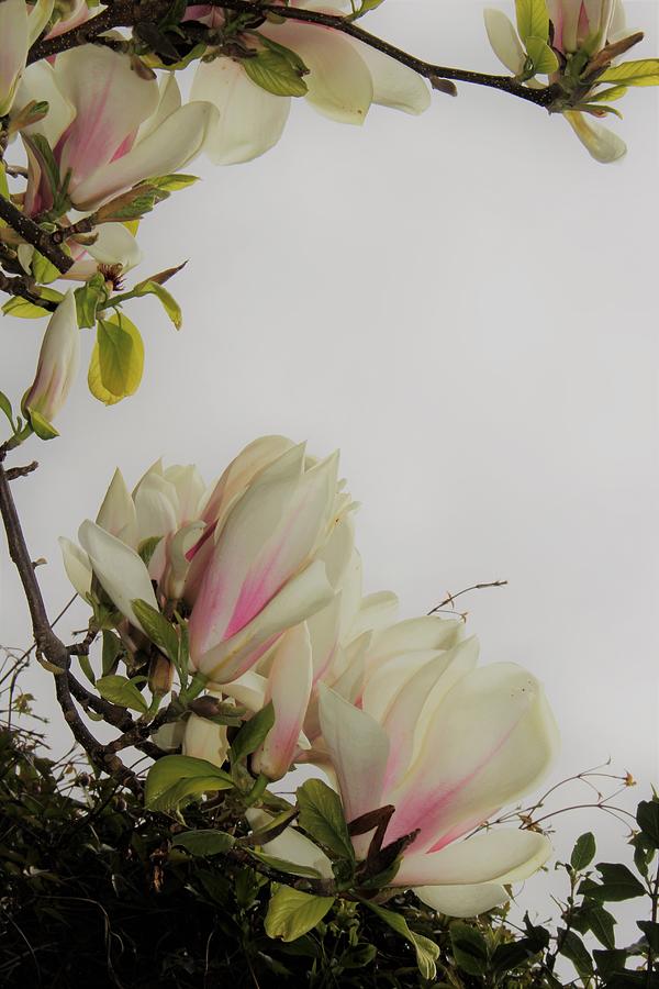 Magnolia Flower Frame Photograph