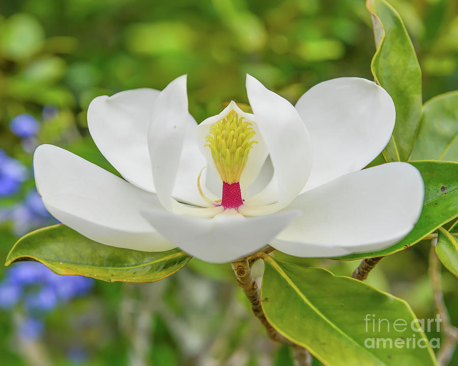Magnolia flower Photograph by Olga Hamilton