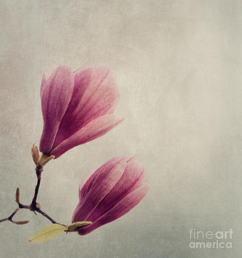 Spring Photograph - Magnolia flower on art texture by Jelena Jovanovic