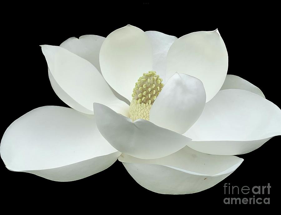 Magnolia Flower on Black Photograph by Catherine Wilson