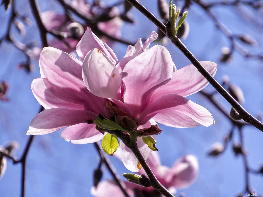 Magnolia Flower Photograph by Patricia Oldfield - Fine Art America