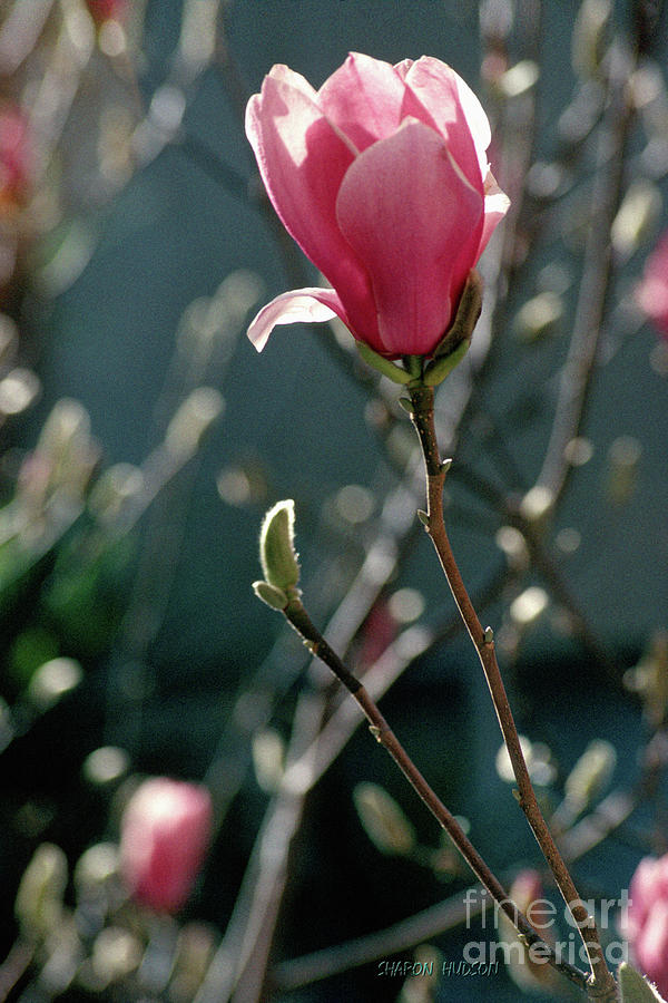 magnolia flower prints - Magnolia Buds Photograph by Sharon Hudson