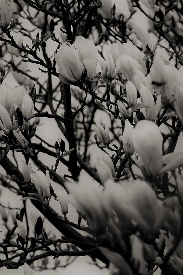 Magnolia Flower Tree Joy Photograph