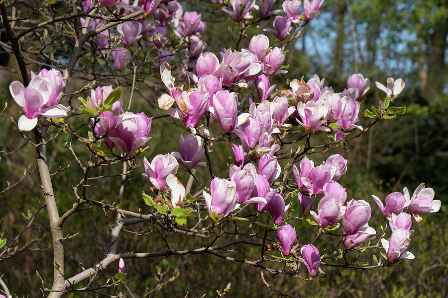 Magnolia Flowers Photograph by Artur Bogacki