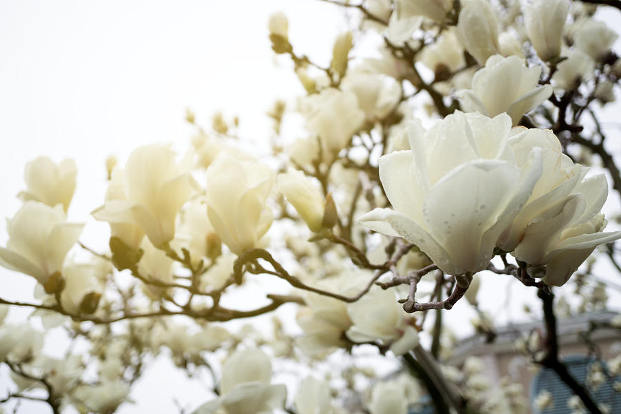 Magnolia Flowers Background With Copy Space Photograph by Nora Carol Photography