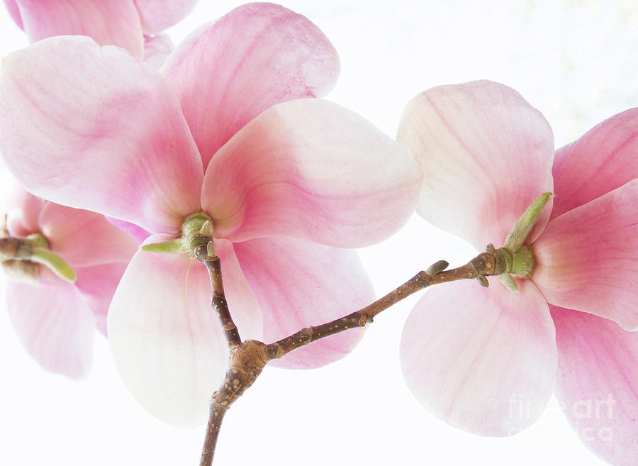 Pink Magnolia Flowers Photograph by Chris Scroggins