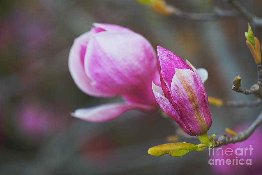 Magnolia Flowers In Spring Photograph by Joy Watson