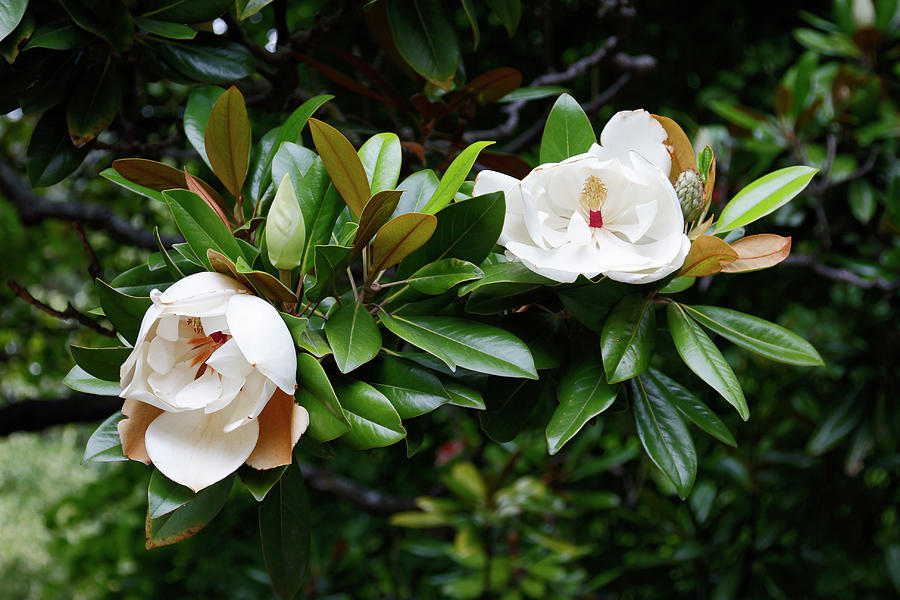 Magnolia Flowers Photograph by Sally Weigand