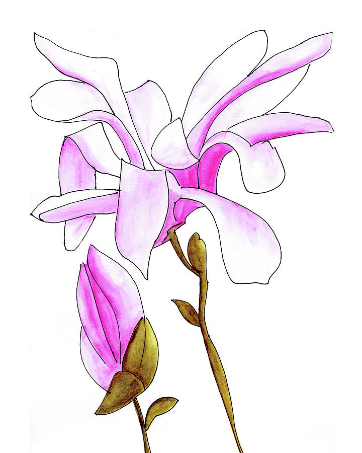 Magnolia Drawing by Francine Rondeau