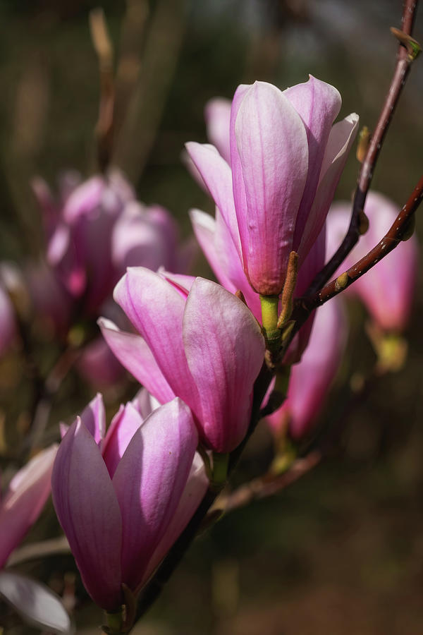 Magnolia Galaxy Flowers Photograph by Artur Bogacki