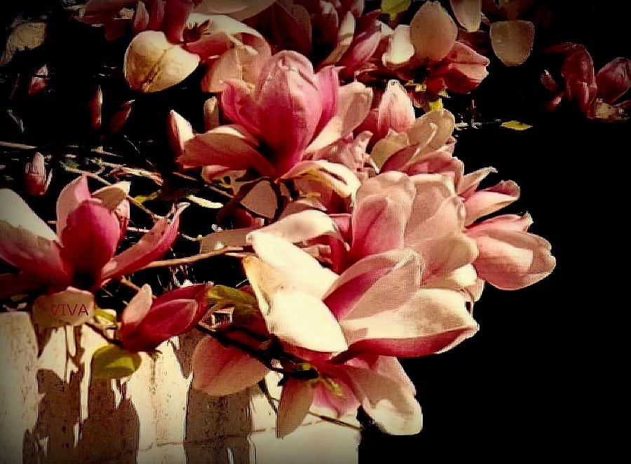 Magnolia Glory   -  Unframed Photograph by VIVA Anderson