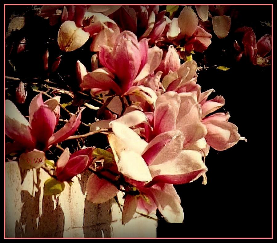 Magnolia  Glory Photograph by VIVA Anderson