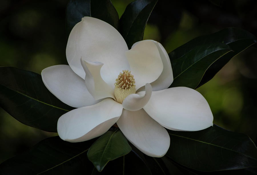 Magnolia Grandiflora 2020 Photograph