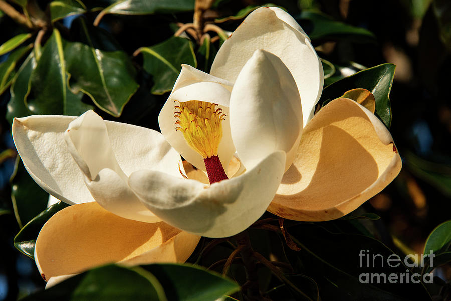 Magnolia Grandiflora Photograph by Bob Phillips