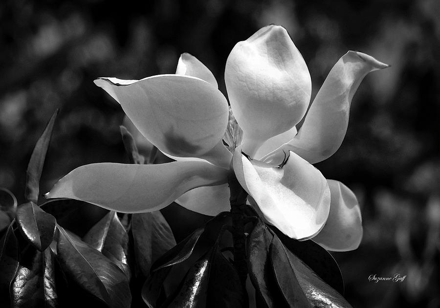 Magnolia grandiflora from Below - Black and White Photograph by Suzanne Gaff