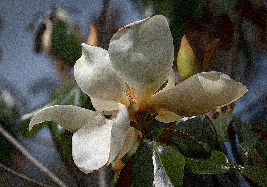 Magnolia grandiflora from Below III - Enhanced Photograph by Suzanne Gaff