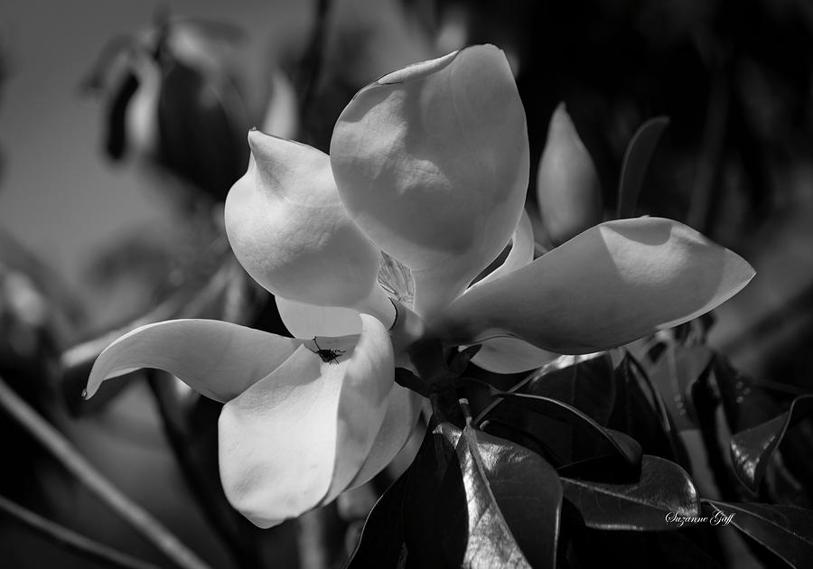 Magnolia grandiflora from Below II - Black and White Photograph by Suzanne Gaff