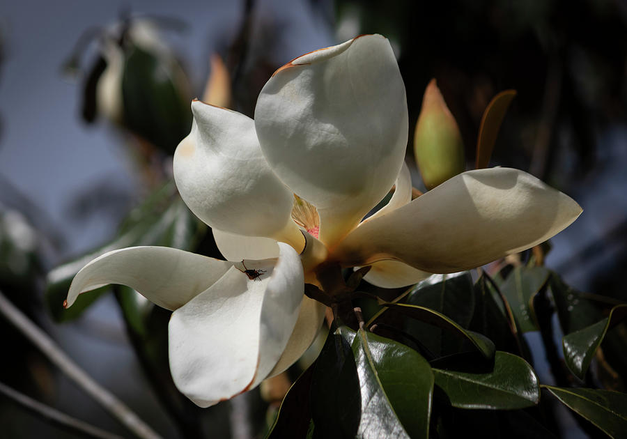Magnolia grandiflora from Below III Photograph by Suzanne Gaff