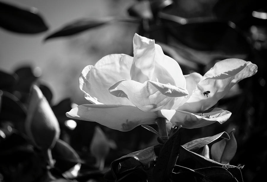 Magnolia grandiflora III - Black and White Photograph by Suzanne Gaff