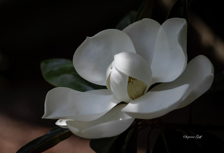 Magnolia grandiflora Tiny Gem II Photograph by Suzanne Gaff
