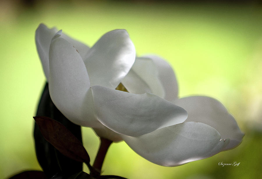 Magnolia grandiflora Tiny Gem in Watercolor - Soft Focus Photograph by Suzanne Gaff