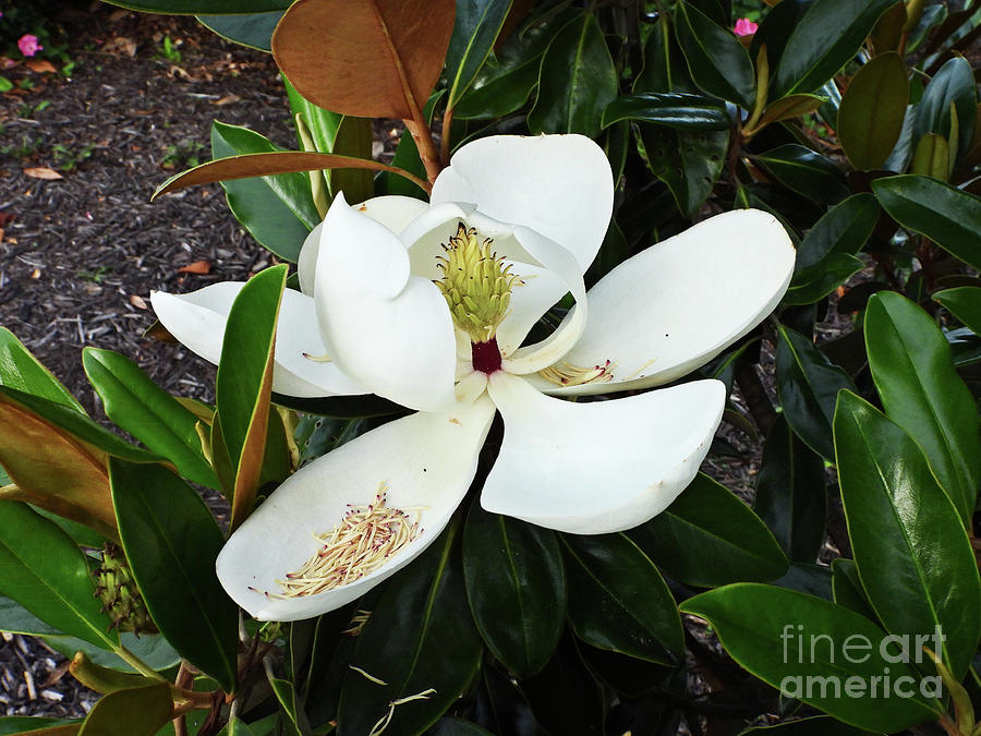 Magnolia Grandifora Photograph