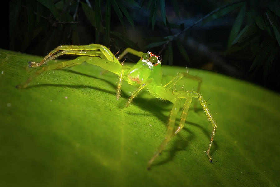 Magnolia Green Jumping Spider Photograph by Mark Andrew Thomas