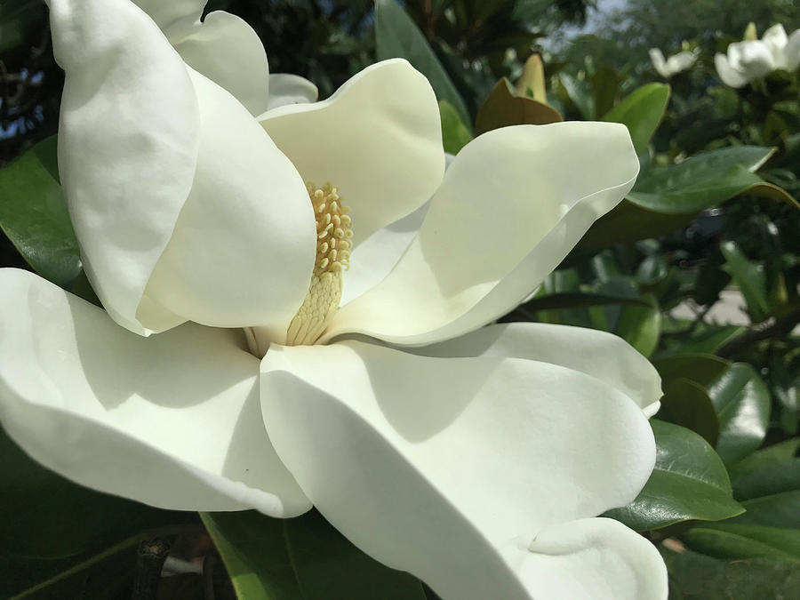 Magnolia Photograph by Harold E McCray