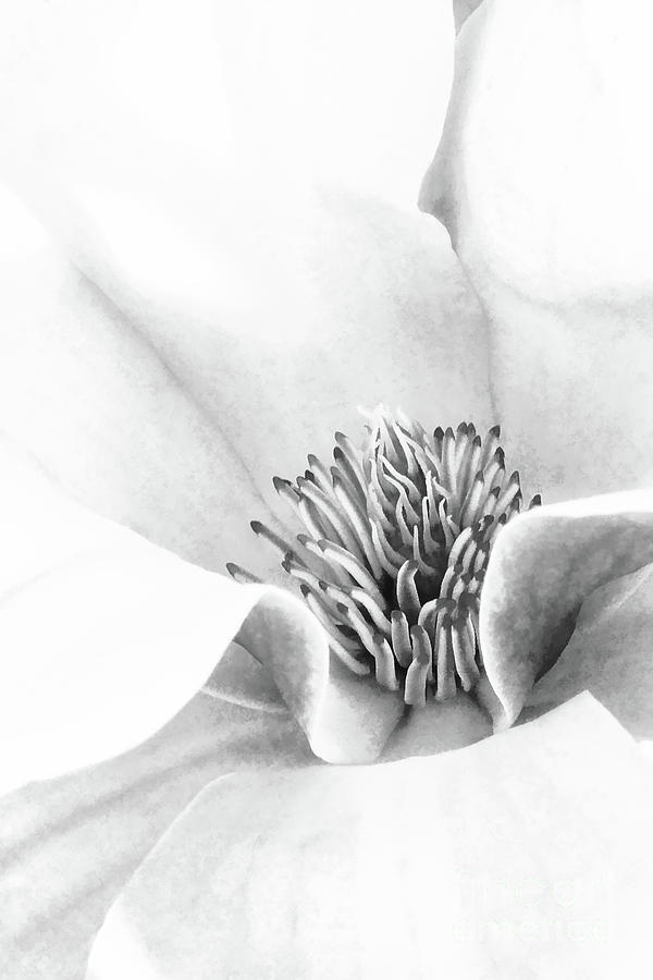 Magnolia High Key Black And White  Photograph by Sharon McConnell