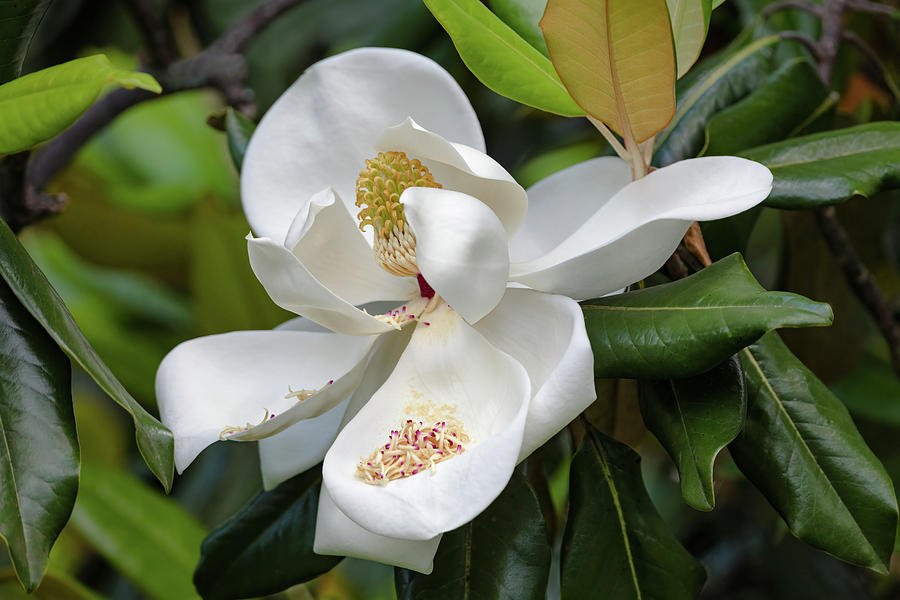 Magnolia Ii Photograph By Cheryl J Schneider 