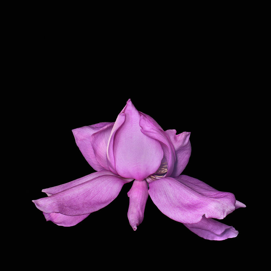 magnolia II Photograph by Lynn Davis