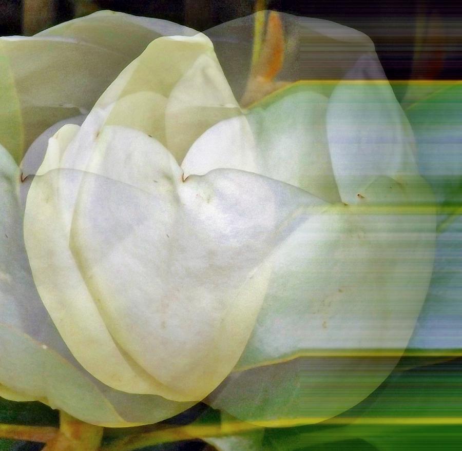 Magnolia Illusion Mixed Media