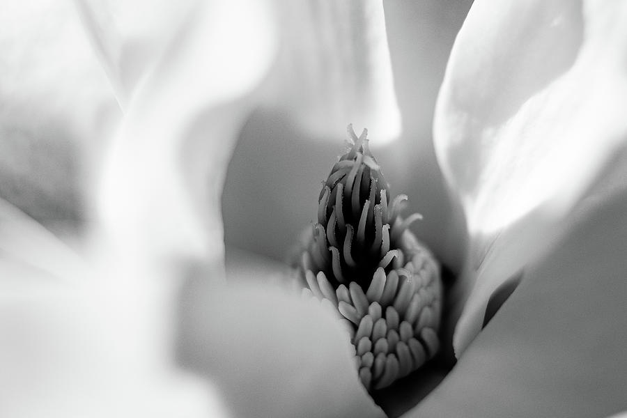 Magnolia in Black and White Photograph by Denise Kopko