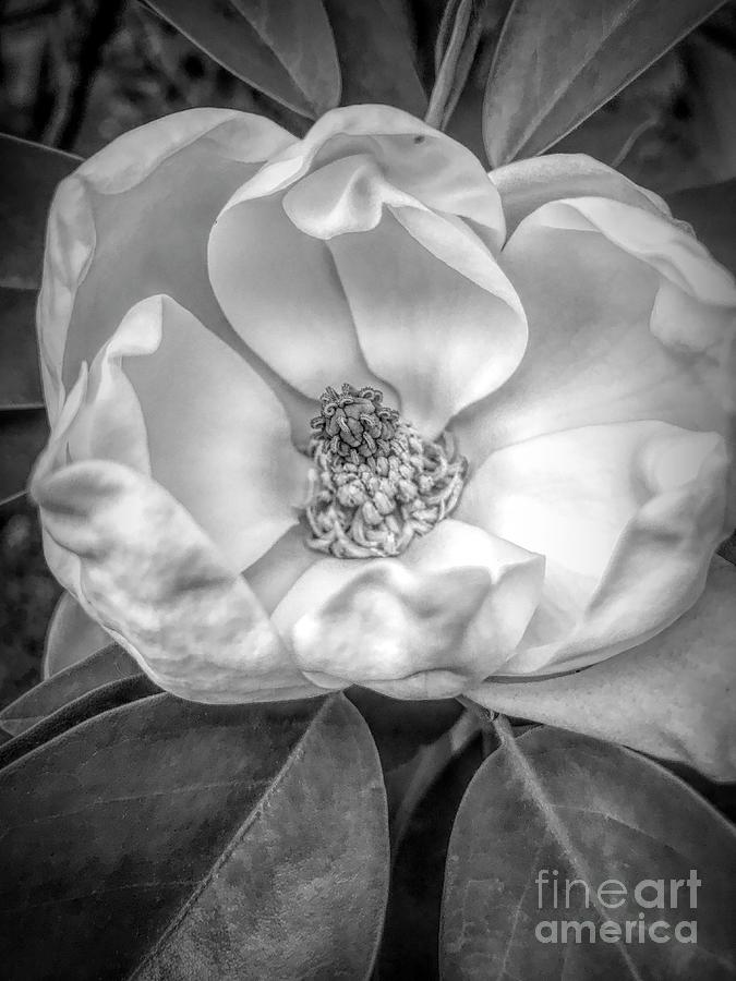 Magnolia in Black and White Photograph by Karin Everhart