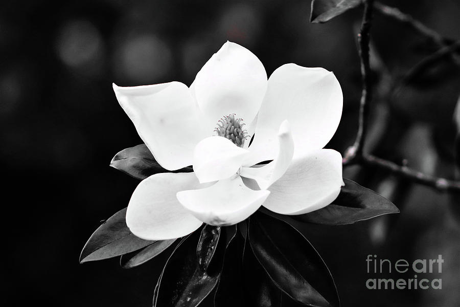 Magnolia in Black and White Photograph by Mesa Teresita