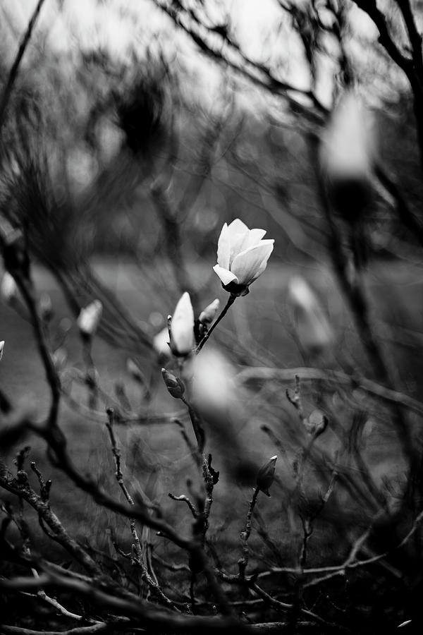 Magnolia in Black and White Photograph by Sarah Hart Morgan - Pixels