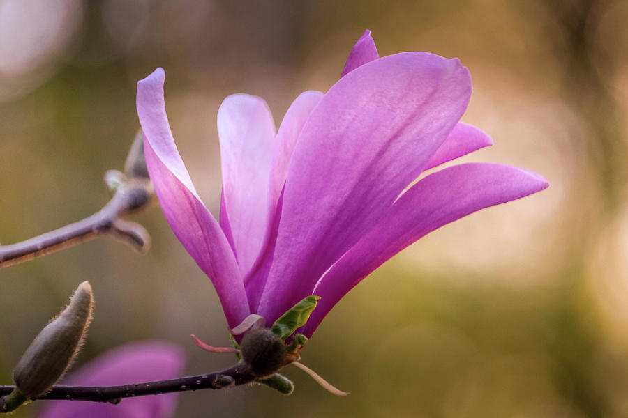 Magnolia in Bloom Photograph by Susan Rydberg