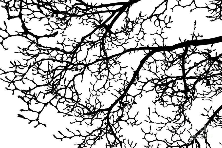 Magnolia In Bud 1, Monochrome Photograph