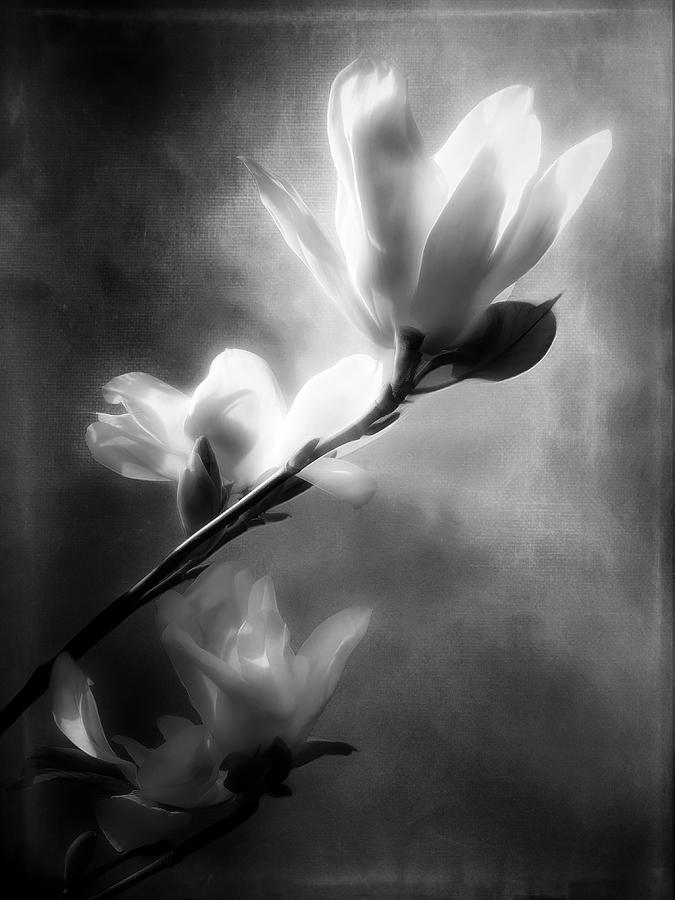 Magnolia in BW Mixed Media by Christina Ford