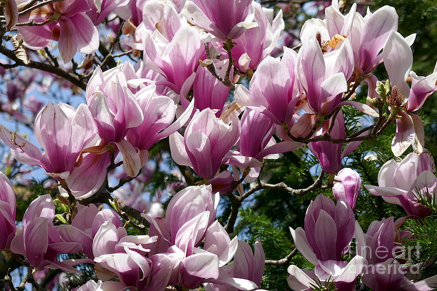 Magnolia Movie Photograph - Magnolia in flower, Graz 1  by Paul Boizot