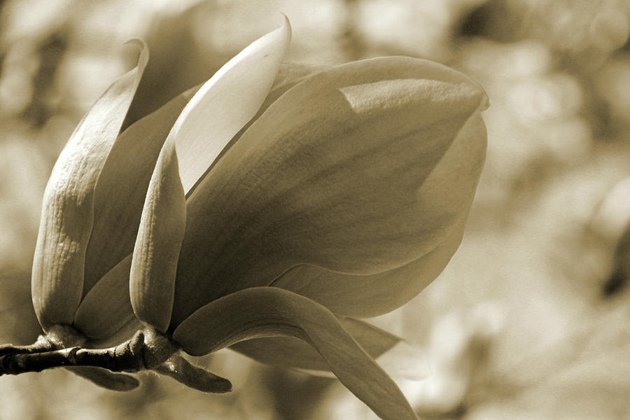 Magnolia in Sepia Photograph by Carolyn Stagger Cokley
