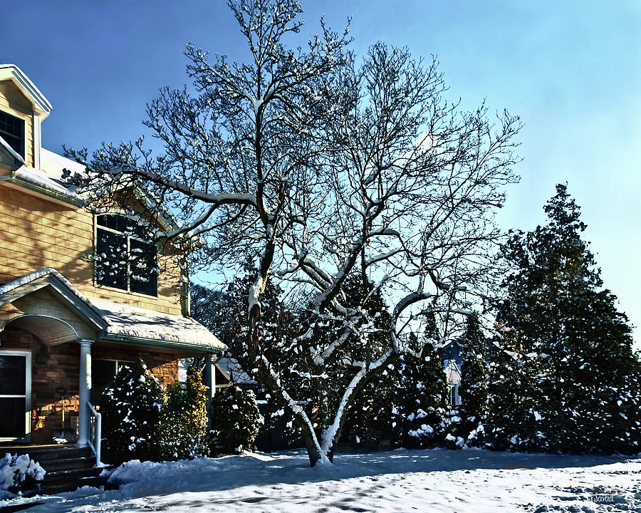 Magnolia in Snow Photograph by Susan Savad