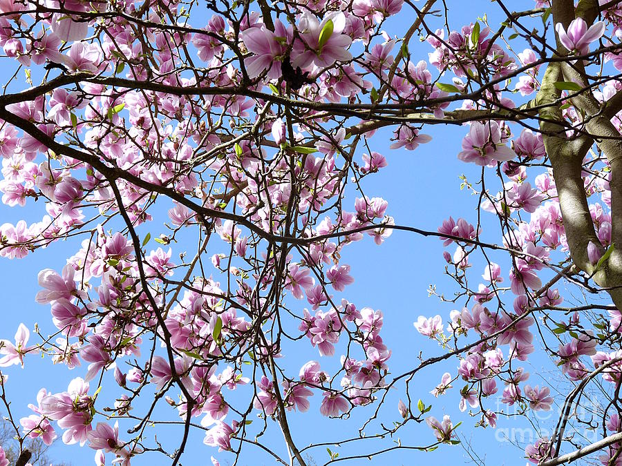 Magnolia Movie Photograph - Magnolia in Spring by Birgit Moldenhauer
