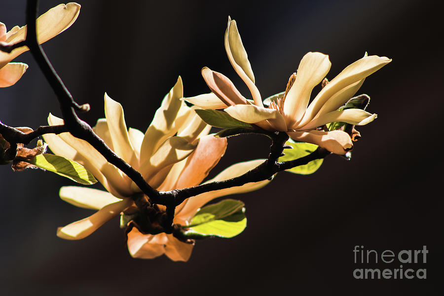 Magnolia in Sunlight Photograph by Ash Nirale