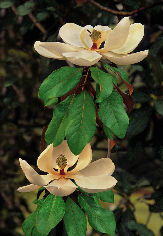 Magnolia Is An Eponymous Word. It Comes From The French Botanist Pierre Magnol, 1638-1715. Photograph by Bijan Pirnia