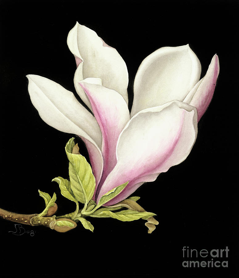 Magnolia Movie Painting - Magnolia by Jenny Barron