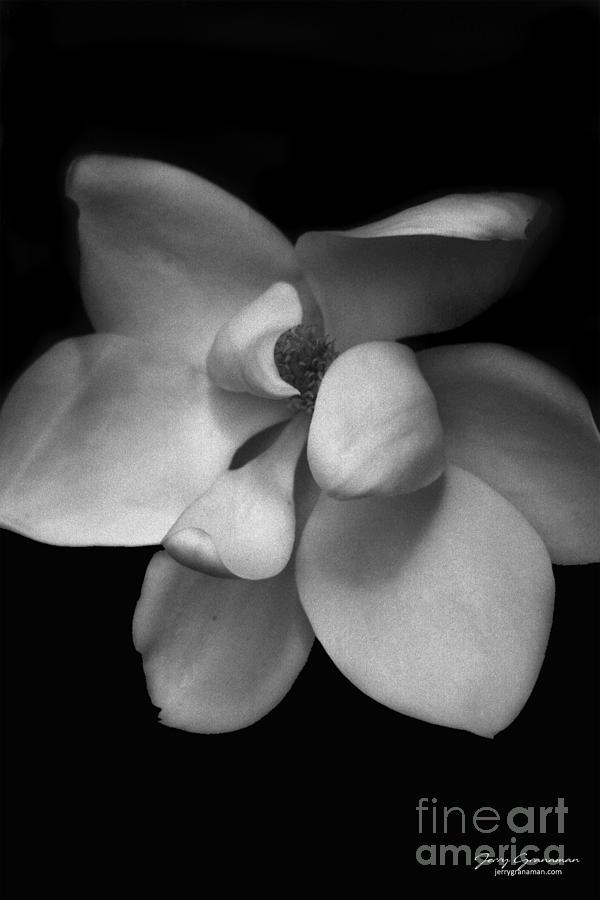 Magnolia Photograph by Jerry Granaman - Fine Art America